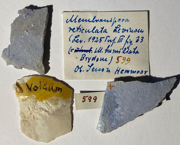 Senckenberg, Bryozoa, Bryozoen, Moostierchen, Sammlung Voigt