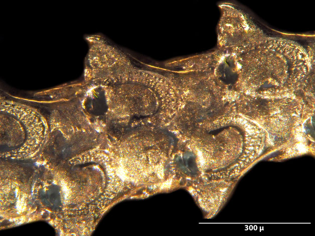 Senckenberg, Bryozoa, Bryozoen, Moostierchen, Sammlung Voigt