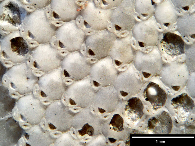 Senckenberg, Bryozoa, Bryozoen, Moostierchen, Sammlung Voigt