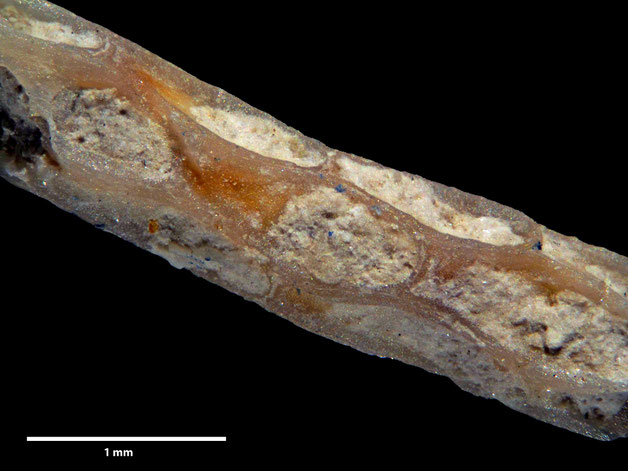 Senckenberg, Bryozoa, Bryozoen, Moostierchen, Sammlung Voigt