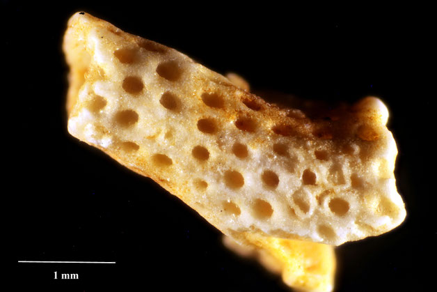 Senckenberg, Bryozoa, Bryozoen, Moostierchen, Sammlung Voigt