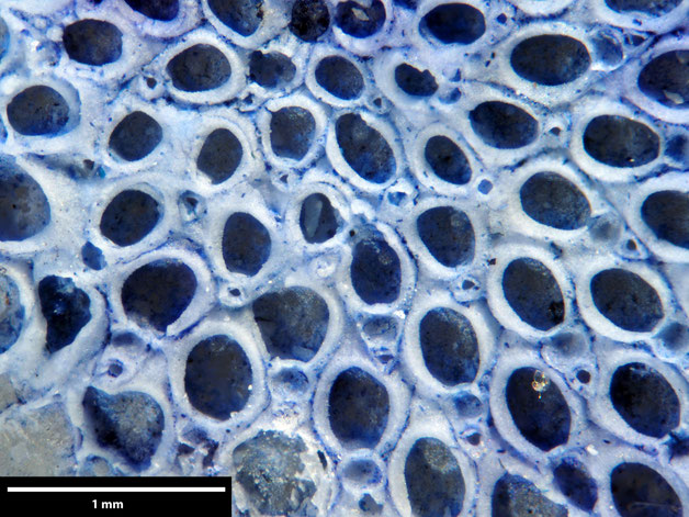 Senckenberg, Bryozoa, Bryozoen, Moostierchen, Sammlung Voigt