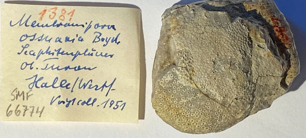 Senckenberg, Bryozoa, Bryozoen, Moostierchen, Sammlung Voigt