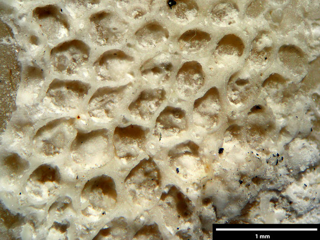 Senckenberg, Bryozoa, Bryozoen, Moostierchen, Sammlung Voigt
