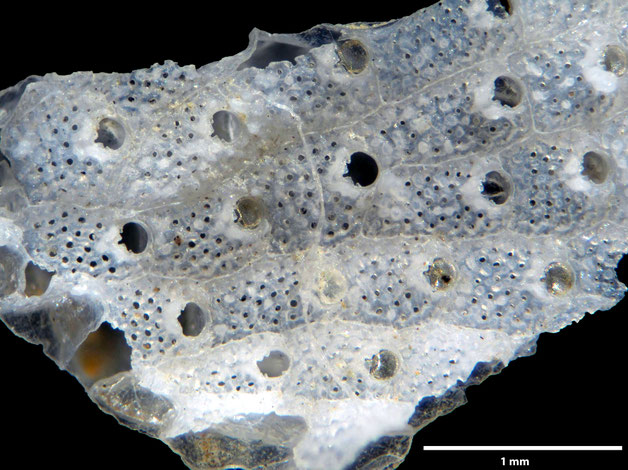 Senckenberg, Bryozoa, Bryozoen, Moostierchen, Sammlung Voigt