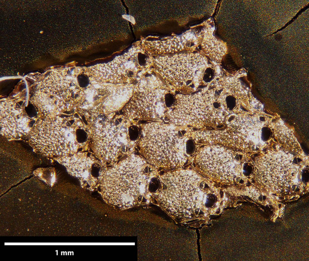 Senckenberg, Bryozoa, Bryozoen, Moostierchen, Sammlung Voigt