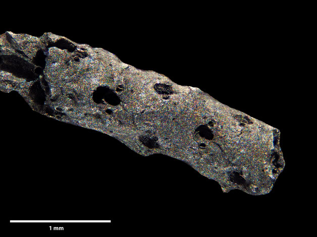 Senckenberg, Bryozoa, Bryozoen, Moostierchen, Sammlung Voigt