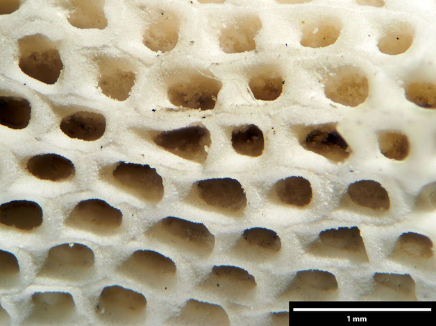 Senckenberg, Bryozoa, Bryozoen, Moostierchen, Sammlung Voigt