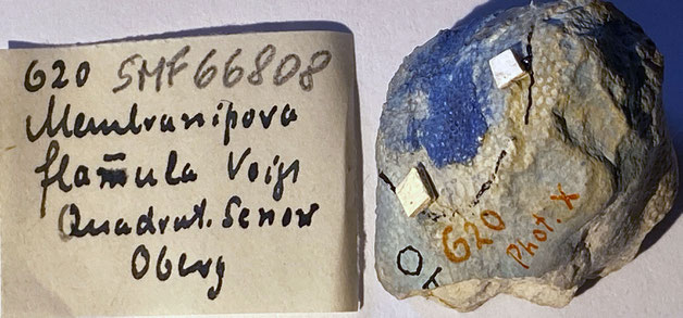 Senckenberg, Bryozoa, Bryozoen, Moostierchen, Sammlung Voigt