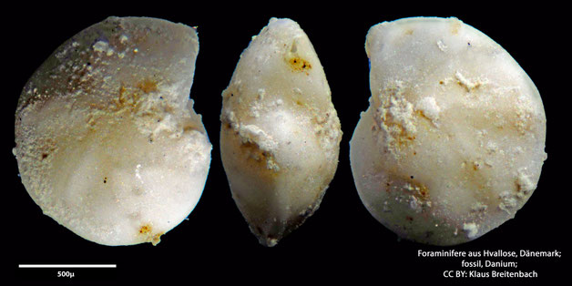 Foraminifere, Foraminifera, Bryozoa, Senckenberg, fossil, Hvallose, Dänemark, Danium