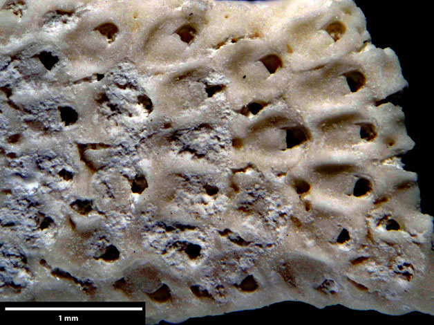 Senckenberg, Bryozoa, Bryozoen, Moostierchen, Sammlung Voigt