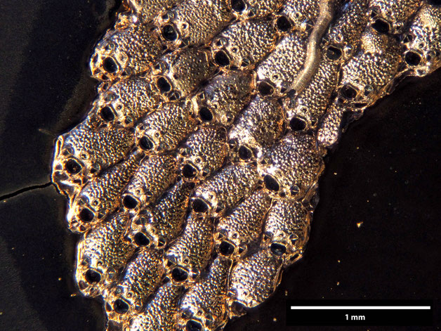 Senckenberg, Bryozoa, Bryozoen, Moostierchen, Sammlung Voigt