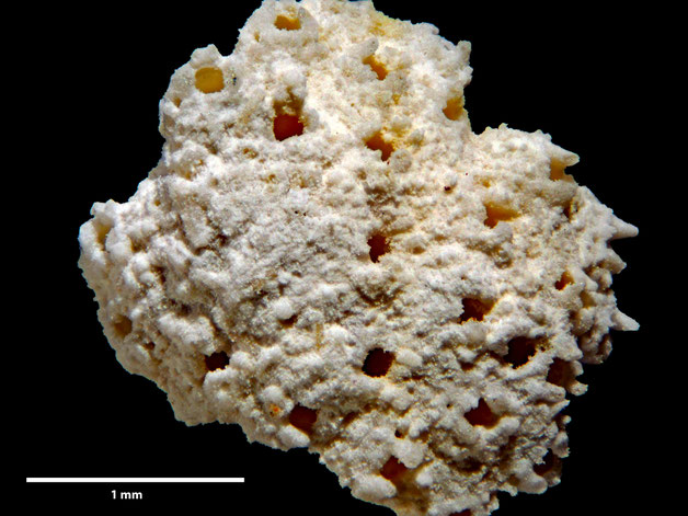 Senckenberg, Bryozoa, Bryozoen, Moostierchen, Sammlung Voigt