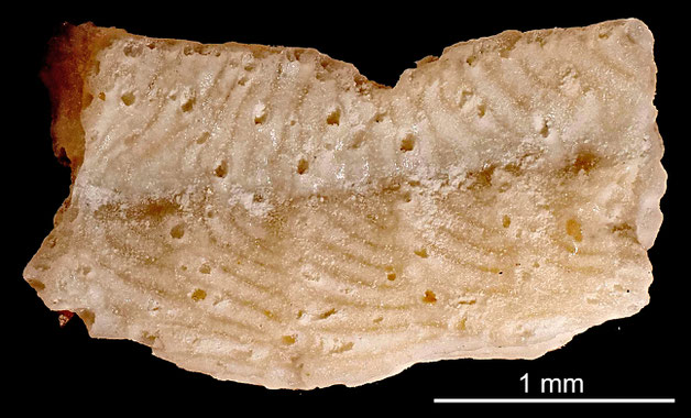 Senckenberg, Bryozoa, Bryozoen, Moostierchen, Sammlung Voigt