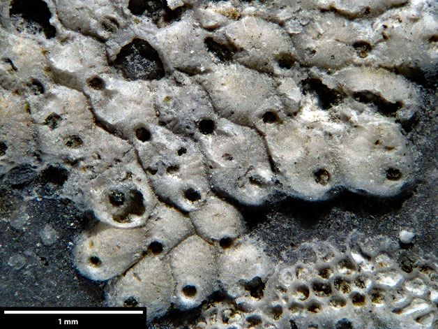 Senckenberg, Bryozoa, Bryozoen, Moostierchen, Sammlung Voigt