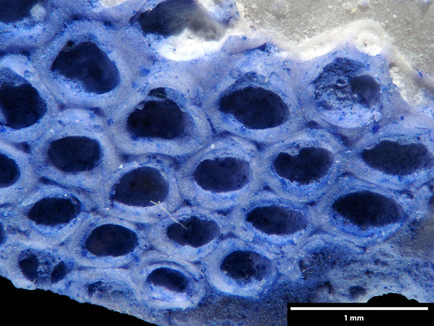 Senckenberg, Bryozoa, Bryozoen, Moostierchen, Sammlung Voigt