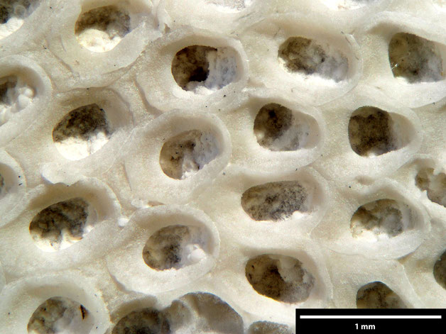 Senckenberg, Bryozoa, Bryozoen, Moostierchen, Sammlung Voigt