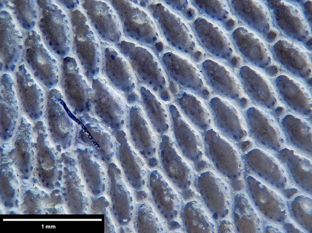 Senckenberg, Bryozoa, Bryozoen, Moostierchen, Sammlung Voigt