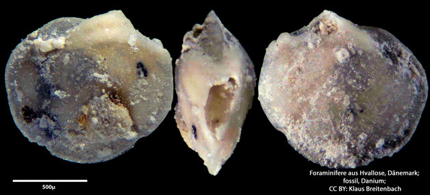 Foraminifere, Foraminifera, Bryozoa, Senckenberg, fossil, Hvallose, Dänemark, Danium