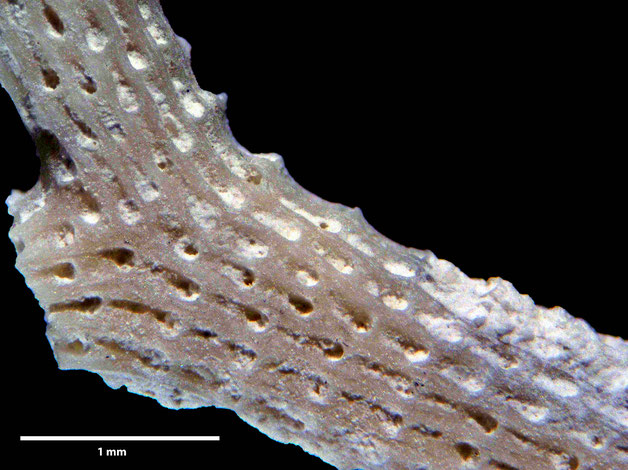 Senckenberg, Bryozoa, Bryozoen, Moostierchen, Sammlung Voigt