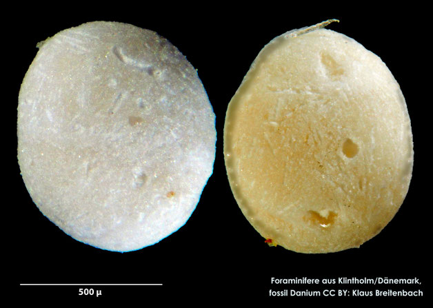Foraminifere, Foraminifera, Bryozoa, Senckenberg, fossil, Klintholm, Dänemark, Danium