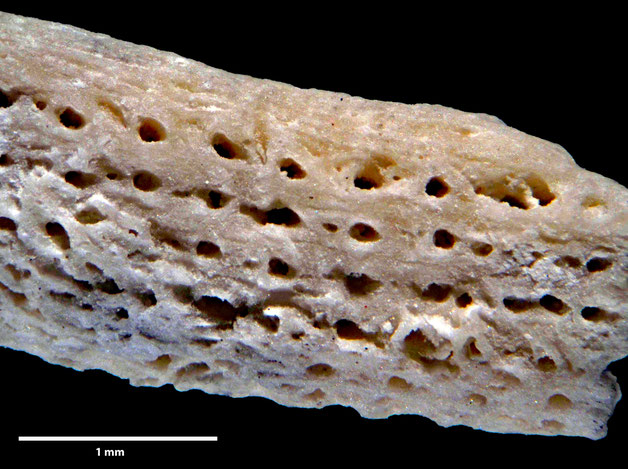 Senckenberg, Bryozoa, Bryozoen, Moostierchen, Sammlung Voigt