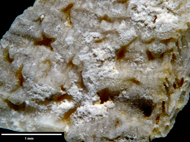 Senckenberg, Bryozoa, Bryozoen, Moostierchen, Sammlung Voigt
