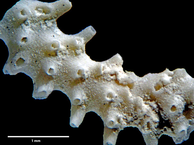 Senckenberg, Bryozoa, Bryozoen, Moostierchen, Sammlung Voigt