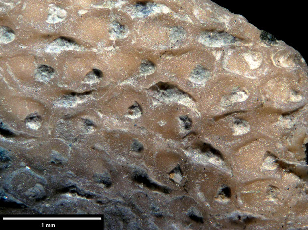 Senckenberg, Bryozoa, Bryozoen, Moostierchen, Sammlung Voigt