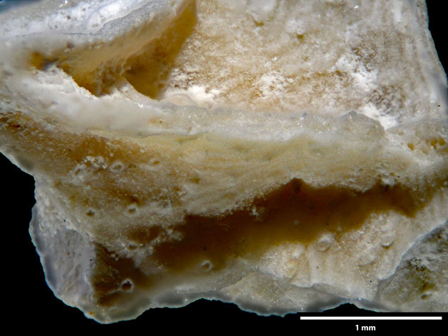 Senckenberg, Bryozoa, Bryozoen, Moostierchen, Sammlung Voigt