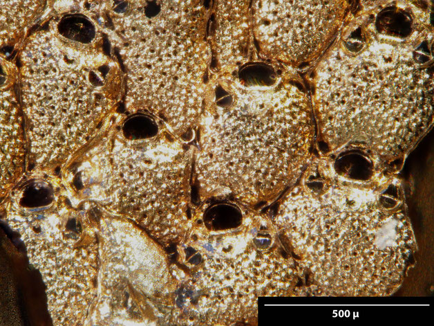 Senckenberg, Bryozoa, Bryozoen, Moostierchen, Sammlung Voigt