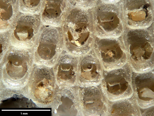 Senckenberg, Bryozoa, Bryozoen, Moostierchen, Sammlung Voigt