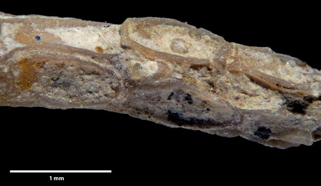 Senckenberg, Bryozoa, Bryozoen, Moostierchen, Sammlung Voigt