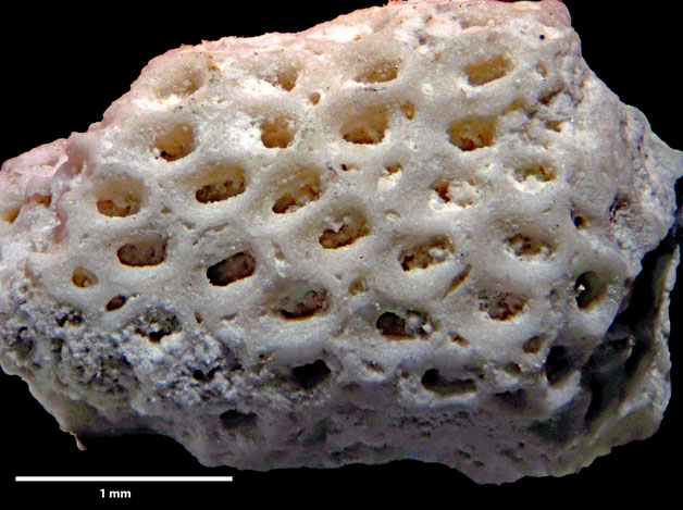 Senckenberg, Bryozoa, Bryozoen, Moostierchen, Sammlung Voigt