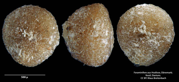 Foraminifere, Foraminifera, Bryozoa, Senckenberg, fossil, Hvallose, Dänemark, Danium