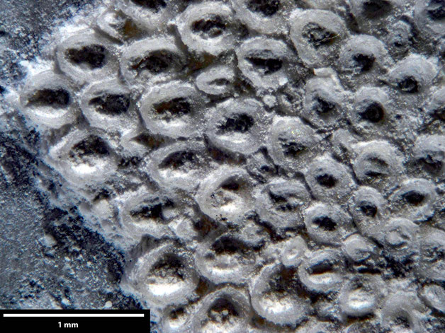 Senckenberg, Bryozoa, Bryozoen, Moostierchen, Sammlung Voigt