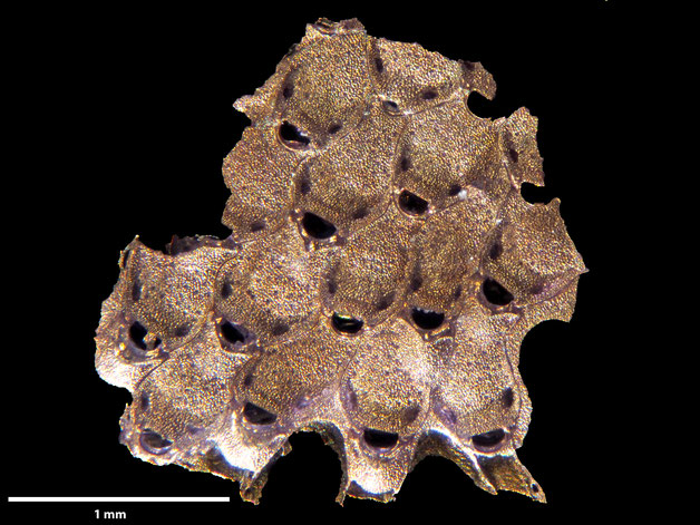 Senckenberg, Bryozoa, Bryozoen, Moostierchen, Sammlung Voigt