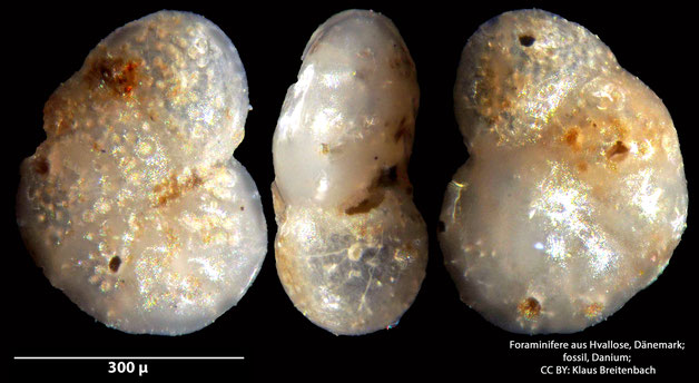 Foraminifere, Foraminifera, Bryozoa, Senckenberg, fossil, Hvallose, Dänemark, Danium