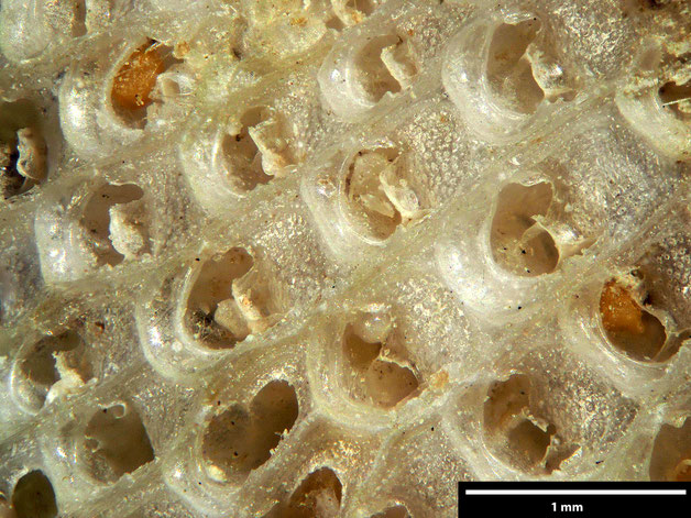 Senckenberg, Bryozoa, Bryozoen, Moostierchen, Sammlung Voigt