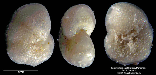 Foraminifere, Foraminifera, Bryozoa, Senckenberg, fossil, Hvallose, Dänemark, Danium