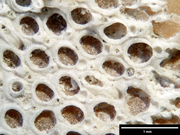 Senckenberg, Bryozoa, Bryozoen, Moostierchen, Sammlung Voigt