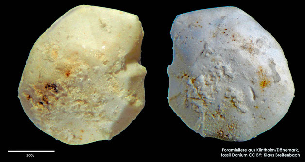 Foraminifere, Foraminifera, Bryozoa, Senckenberg, fossil, Klintholm, Dänemark, Danium