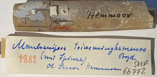 Senckenberg, Bryozoa, Bryozoen, Moostierchen, Sammlung Voigt