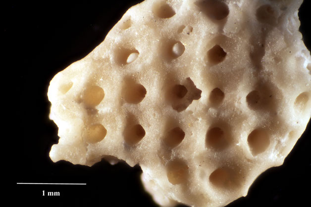 Senckenberg, Bryozoa, Bryozoen, Moostierchen, Sammlung Voigt