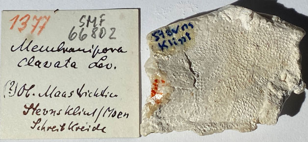 Senckenberg, Bryozoa, Bryozoen, Moostierchen, Sammlung Voigt