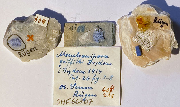 Senckenberg, Bryozoa, Bryozoen, Moostierchen, Sammlung Voigt