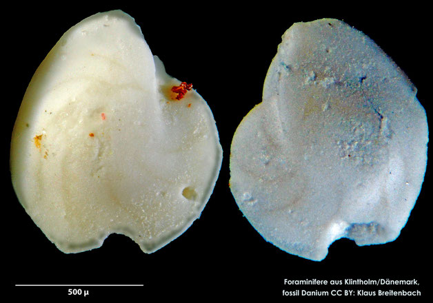 Foraminifere, Foraminifera, Bryozoa, Senckenberg, fossil, Klintholm, Dänemark, Danium