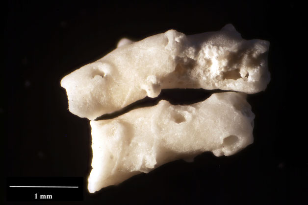 Senckenberg, Bryozoa, Bryozoen, Moostierchen, Sammlung Voigt