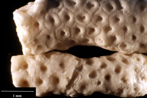 Senckenberg, Bryozoa, Bryozoen, Moostierchen, Sammlung Voigt