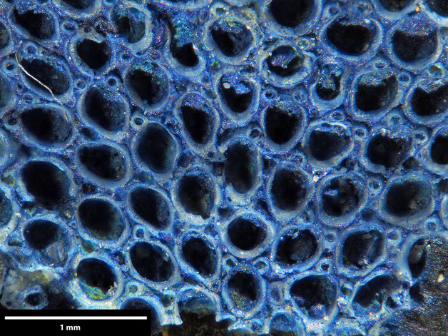 Senckenberg, Bryozoa, Bryozoen, Moostierchen, Sammlung Voigt